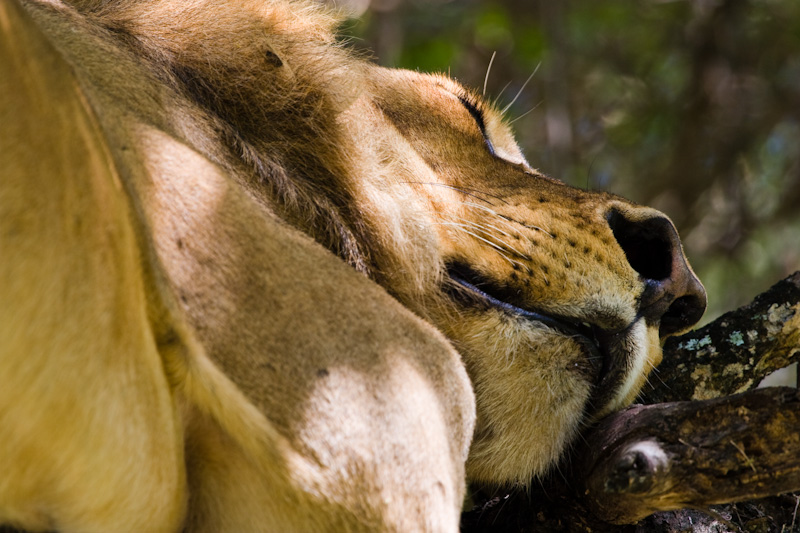 Sleeping Lion